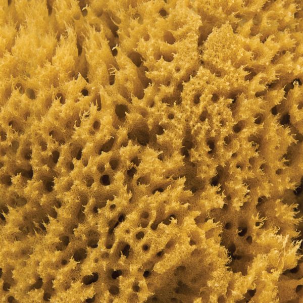 IntimateCare Sponges - 2x 6.5-8cm Unbleached - Retail Packaging